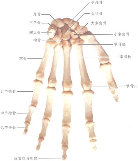 手骨粗意思